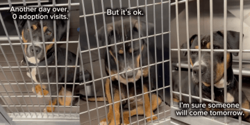 Shelter Puppy Wonders Why Everyone Keeps Passing Her by as She Wishes for a Loving Home