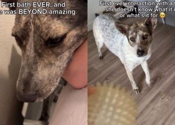 Shelter Dog’s Second Chance at Life Is Full of Firsts & It’s as Magical as It Gets