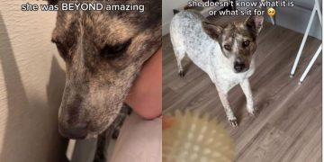 Shelter Dog’s Second Chance at Life Is Full of Firsts & It’s as Magical as It Gets