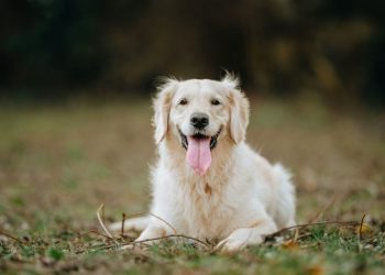 Golden Retriever’s Scent Training Helps Rescue Injured Dog — Report