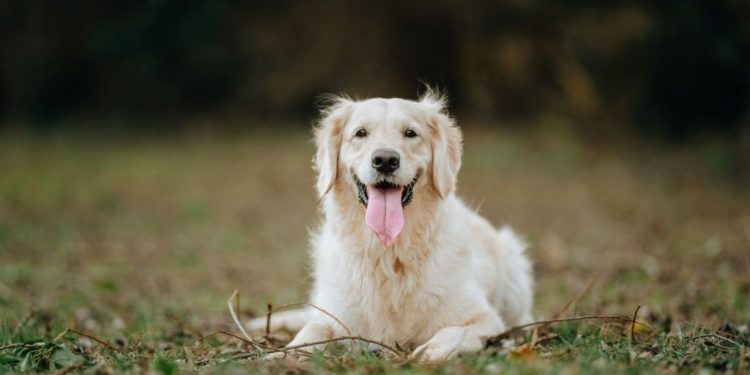 Golden Retriever’s Scent Training Helps Rescue Injured Dog — Report