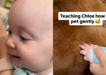 Golden Retriever Gives Little Baby All the Time She Needs To Learn To Give Gentle Pets