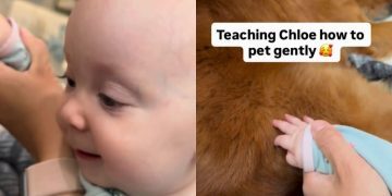 Golden Retriever Gives Little Baby All the Time She Needs To Learn To Give Gentle Pets
