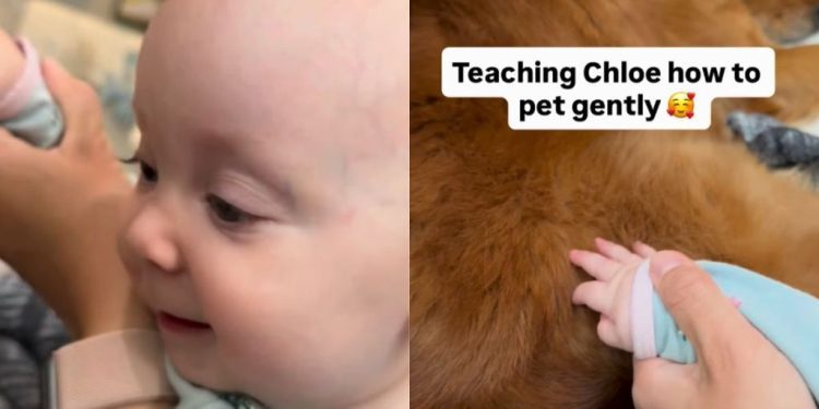 Golden Retriever Gives Little Baby All the Time She Needs To Learn To Give Gentle Pets