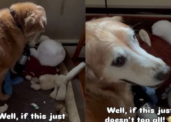 Golden Retriever Has the Wildest ‘Retrieval’ & Internet Has Some Thoughts