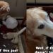 Golden Retriever Has the Wildest ‘Retrieval’ & Internet Has Some Thoughts
