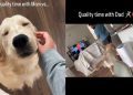 Golden Retriever’s Quality Time With Mom & Dad Is Complete Opposite