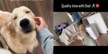 Golden Retriever’s Quality Time With Mom & Dad Is Complete Opposite