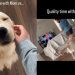 Golden Retriever’s Quality Time With Mom & Dad Is Complete Opposite