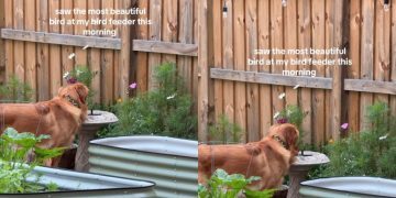 Golden Retriever Thinks Bird Feeder Is Personal Water Bowl