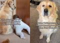 Mom Is Humbled After Golden Retriever Judges Her Parenting Skills
