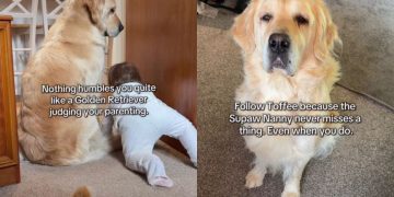 Mom Is Humbled After Golden Retriever Judges Her Parenting Skills