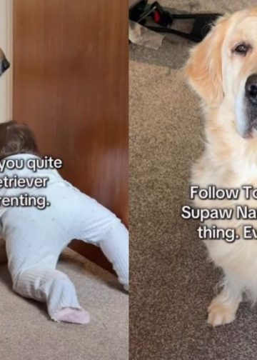 Mom Is Humbled After Golden Retriever Judges Her Parenting Skills