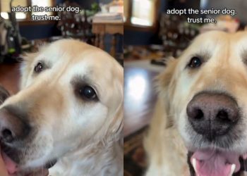 This Senior Golden Retriever Rescue Refuses to Stop Loving His Human