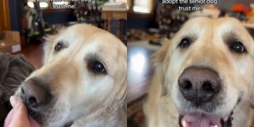 This Senior Golden Retriever Rescue Refuses to Stop Loving His Human