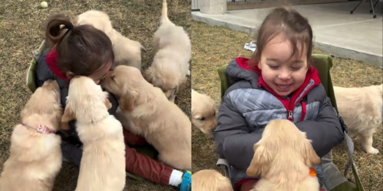 Golden Retriever Puppies Leave Little Girl Screaming With More Joy Than She Can Handle