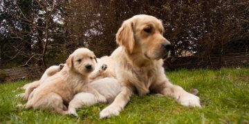 Mama Golden Retriever Hears Her Tiny Baby Crying, Then Moves Close So He’s Not Alone