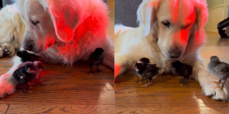 Golden Retriever Says Yes To Seeing His ‘Babies,’ Then Rushes Over To Snuggle Them
