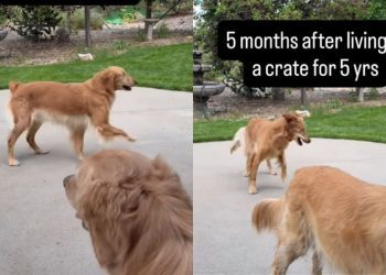 Rescue Golden Retrievers Spent Years in a Crate, but They Finally Know Freedom