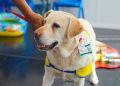 Therapy Dog’s Birthday Party Gets a Disney Twist at Children’s Hospital