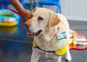 Therapy Dog’s Birthday Party Gets a Disney Twist at Children’s Hospital