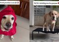 Once Rejected for Her Challenges, This Dog Grew Into a Source of Comfort for So Many