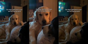 Golden Retriever Acts Weird When His Girlfriend Comes Over