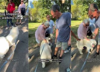 Samoyed Is So Popular He Practically Halts a Human Walking Tour
