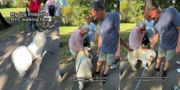 Samoyed Is So Popular He Practically Halts a Human Walking Tour
