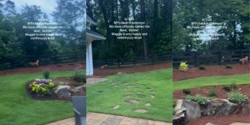 Dog Has Found True Friend in a Deer & They Have Their Own Special Game