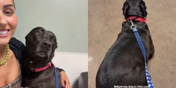 Dog Is ‘Perfect Angel’ at the Vet but Clings to Mom for Comfort When She’s Scared