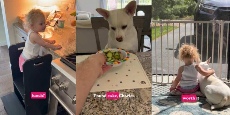 Deaf Rescue Dog Understands Dad’s Gesture To Sit Close to Little Girl for Lunch