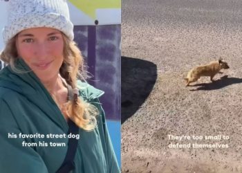 Local Man Desperate To Give Street Dog a Better Life Rescues Him