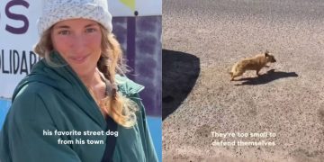 Local Man Desperate To Give Street Dog a Better Life Rescues Him