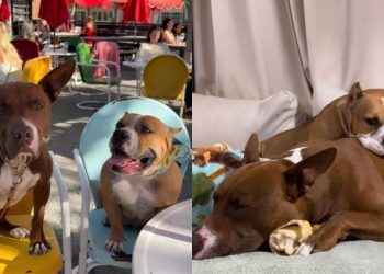 Rescue Dog & Foster Friend’s Love Story Culminates in a Wedding