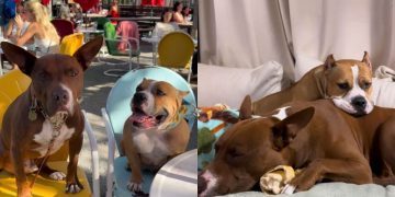 Rescue Dog & Foster Friend’s Love Story Culminates in a Wedding