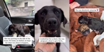 Human Rescues Dog Thinking They Saved One Life, Unaware of What’s Next
