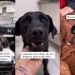 Human Rescues Dog Thinking They Saved One Life, Unaware of What’s Next