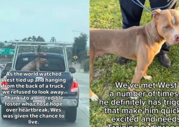 Rescue Dog’s Life Almost Ended Until Someone Refused To Look Away