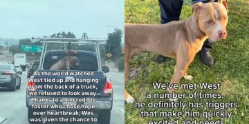 Rescue Dog’s Life Almost Ended Until Someone Refused To Look Away