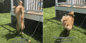 Golden Retriever Becomes Cutest ‘Kangaroo’ While Playing With Little Boy