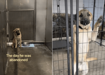 ‘Abandoned’ Rescue Dog Changes Demeanor Once He Realizes He’s Safe