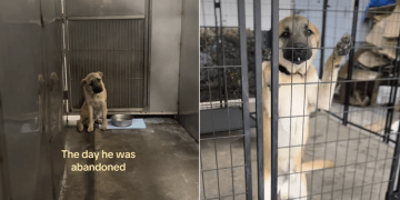 ‘Abandoned’ Rescue Dog Changes Demeanor Once He Realizes He’s Safe