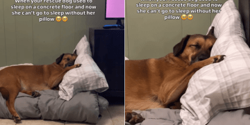 Rescue Dog Who Spent Life Sleeping on Concrete Floor Refuses To Leave Soft Pillow