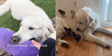 Golden Retriever Doesn’t Calm Down Until He Meets His ‘Babies,’ Then Won’t Let Go