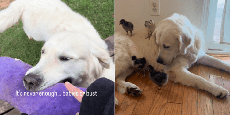 Golden Retriever Doesn’t Calm Down Until He Meets His ‘Babies,’ Then Won’t Let Go