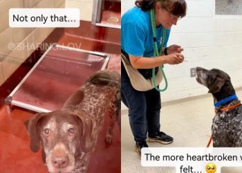 Senior Shelter Dog Surrendered by Family Finds a Loving New Home