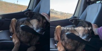 Senior Dog Was a Stray, Adopted & Returned, but Life Finally Feels Like Home