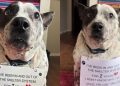 Dog Who Has Been in & Out of Shelter System for 7 Years, Hasn’t Lost Hope for Forever Home