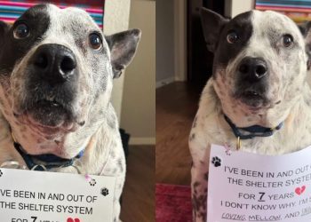 Dog Who Has Been in & Out of Shelter System for 7 Years, Hasn’t Lost Hope for Forever Home